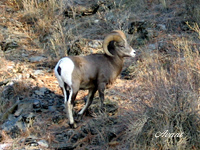 Montana Big Horn