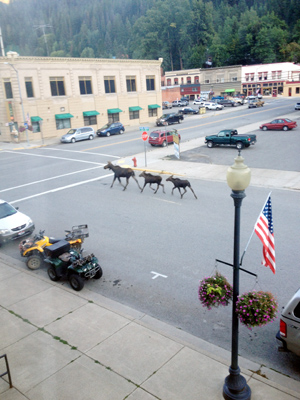 Two weeks before hunting season, moose always respect the traffic laws in Wallace ...
      photo by Madison Hogamier