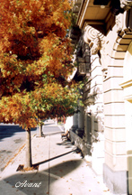 fall tree beside bank